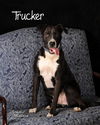 Trucker