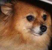 Foxy