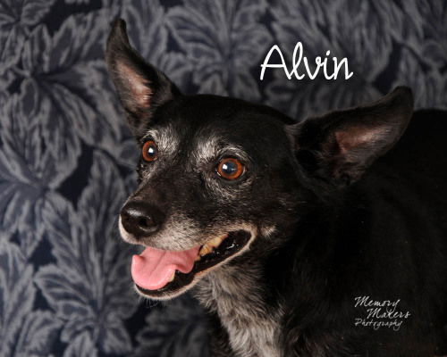 Alvin