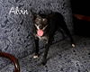 Alvin