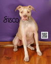 Sisco