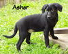 Asher