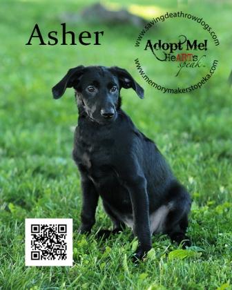 Asher