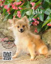 Lila