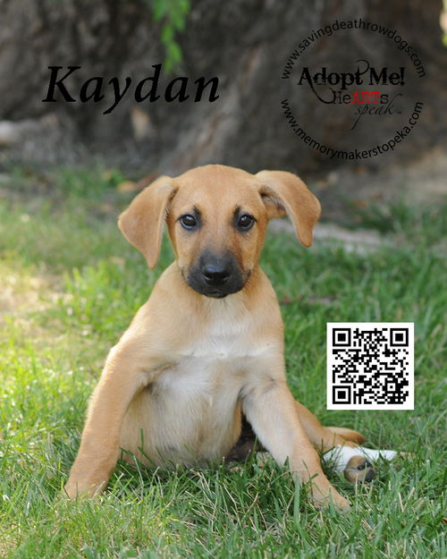 Kaydan