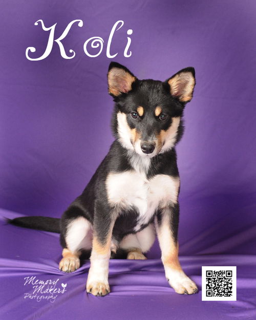 Koli