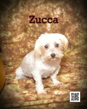 Zucca