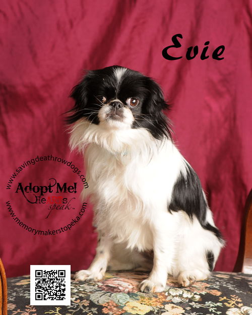 Evie