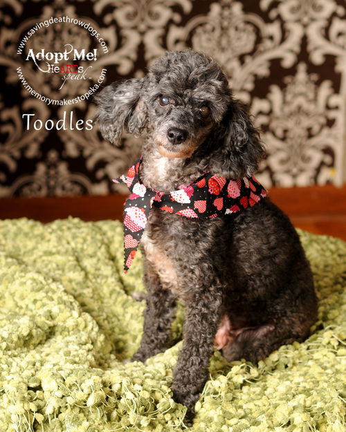 Toodles