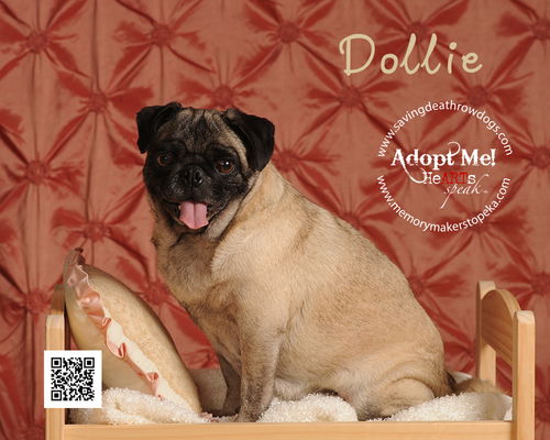 Dollie