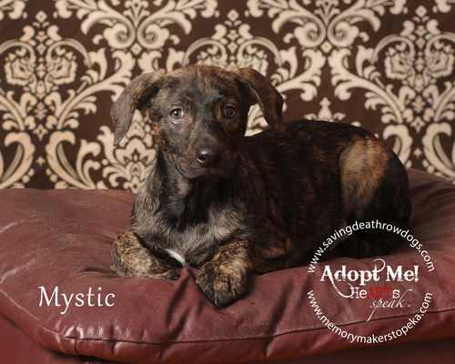 Mystic