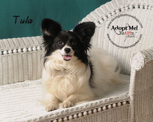Tula