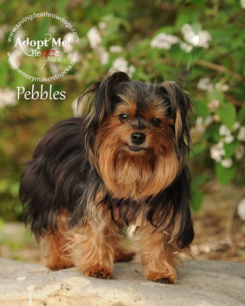 Pebbles