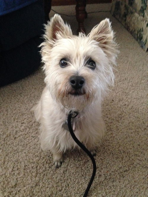 Mollie