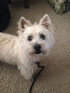 Mollie