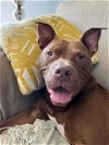 adoptable Dog in charlotte, NC named CHIP
