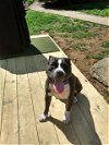 adoptable Dog in charlotte, nc, NC named BENSON