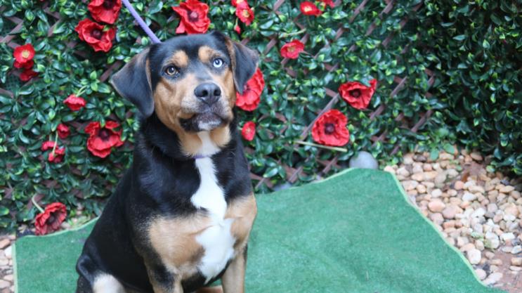 adoptable Dog in Charlotte, NC named TREY