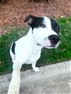 adoptable Dog in charlotte, NC named BUBBIE