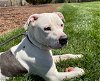 adoptable Dog in charlotte, nc, NC named AVALANCHE