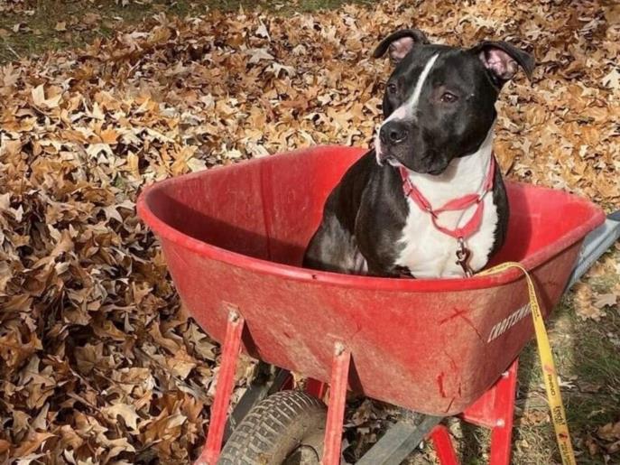 adoptable Dog in Charlotte, NC named INDY