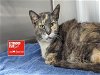 adoptable Cat in charlotte, NC named CALLIE