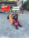 adoptable Dog in charlotte, NC named COOP