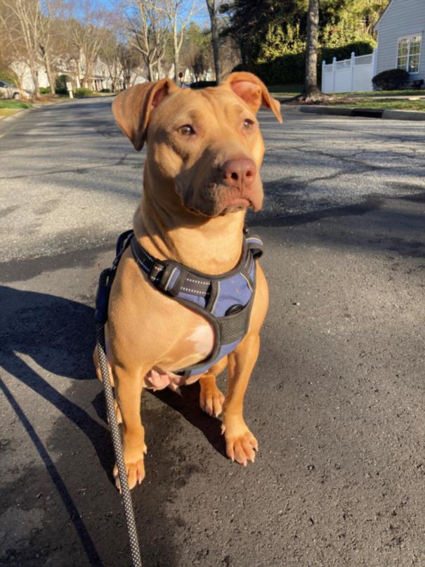 adoptable Dog in Charlotte, NC named LADY