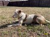 adoptable Dog in charlotte, NC named PEARL