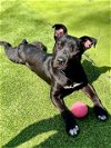 adoptable Dog in charlotte, NC named ACE