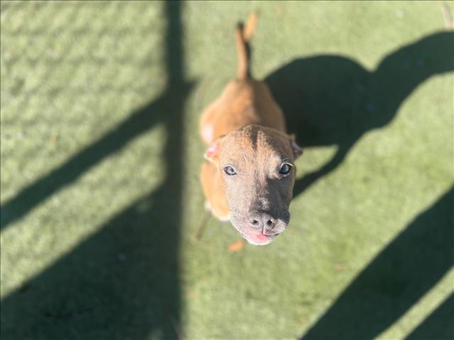 adoptable Dog in Charlotte, NC named MINDY