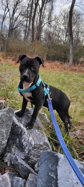 adoptable Dog in Charlotte, NC named COLT