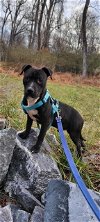 adoptable Dog in charlotte, NC named COLT