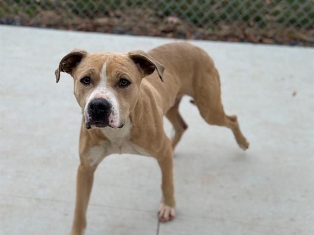 adoptable Dog in Charlotte, NC named RANDY