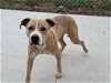adoptable Dog in charlotte, NC named RANDY