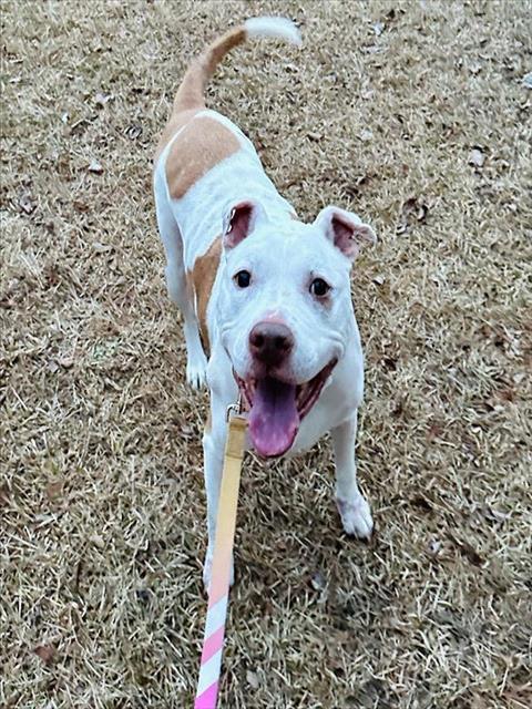 adoptable Dog in Charlotte, NC named CHEWY