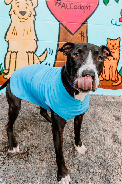 adoptable Dog in Charlotte, NC named DREIDEL