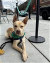 adoptable Dog in charlotte, NC named SUEDE