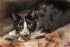 adoptable Cat in charlotte, nc, NC named ACE
