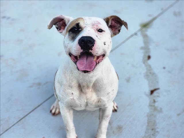 adoptable Dog in Charlotte, NC named GLENDA