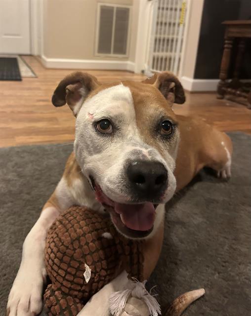 adoptable Dog in Charlotte, NC named MR. BOJANGLES