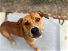 adoptable Dog in , NC named DINGO