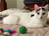 adoptable Cat in charlotte, NC named PISCO
