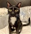 adoptable Cat in , NC named FAWKES