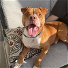 adoptable Dog in charlotte, nc, NC named ARNOLD