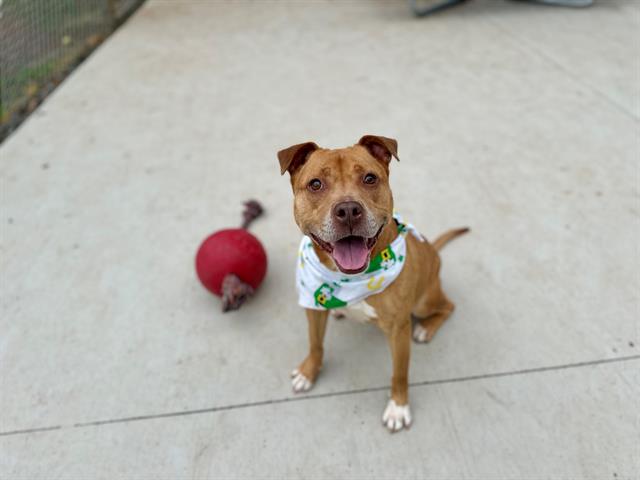 adoptable Dog in Charlotte, NC named BIRDIE