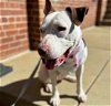adoptable Dog in charlotte, NC named TRUDY