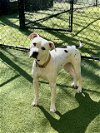 adoptable Dog in , NC named DOLLY