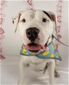 adoptable Dog in charlotte, NC named SPENCE