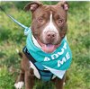 adoptable Dog in charlotte, NC named ZOLO